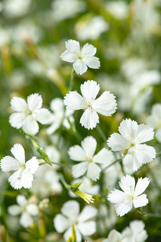Dianthus deltoides 'Albiflorus'
