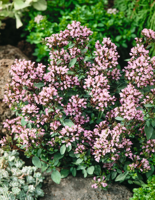Origanum'Herrenhausen'