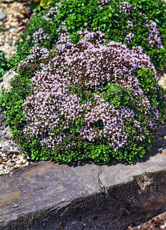 Origanum vulgare 'Compactum'