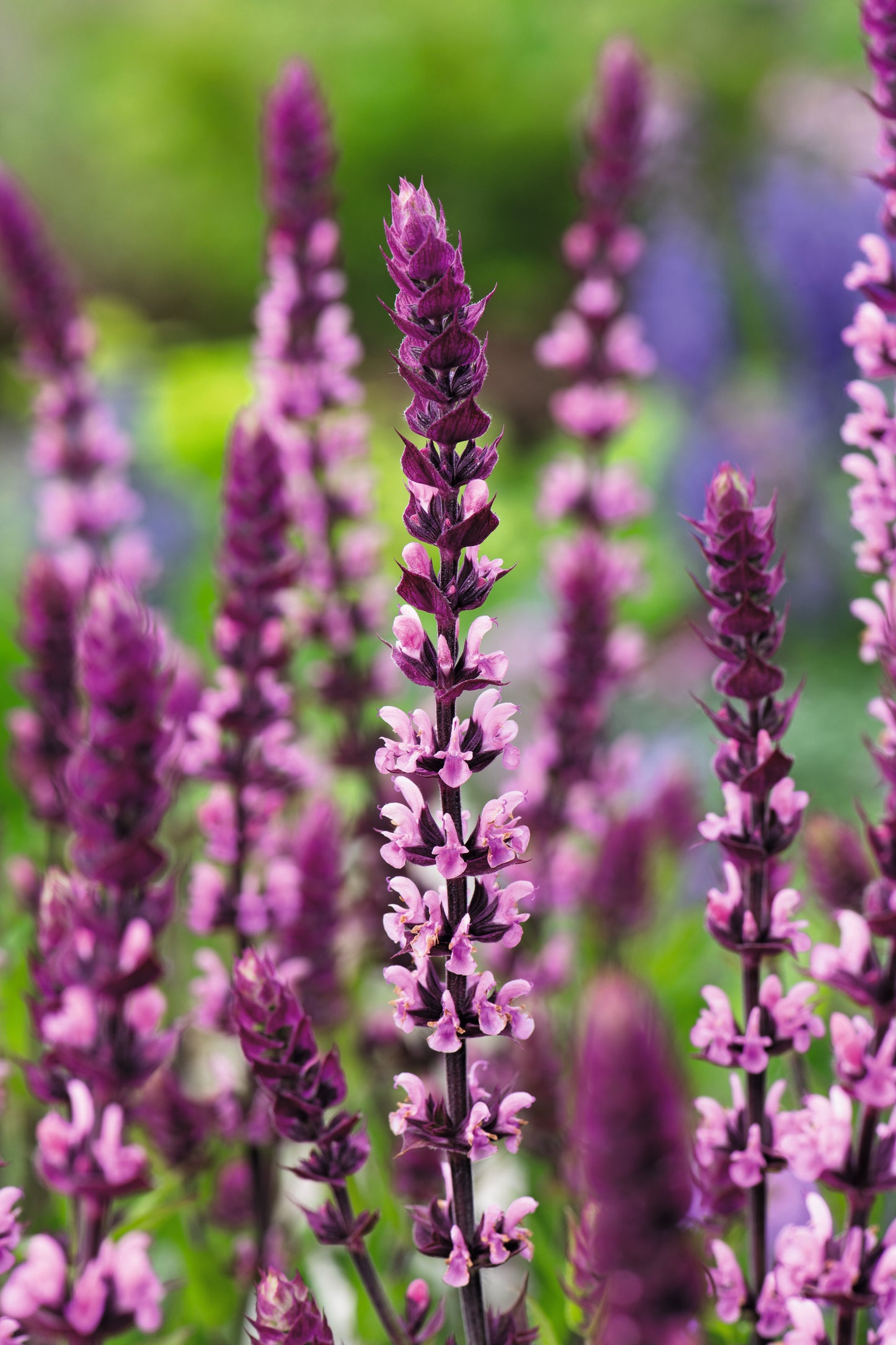 Salvia nemorosa 'Caradonna Pink'