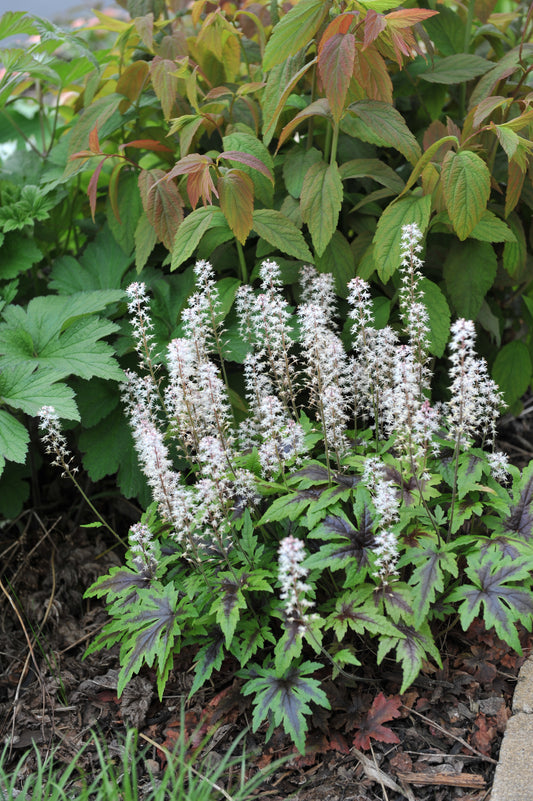 Tiarella 'Sugar and Spice'