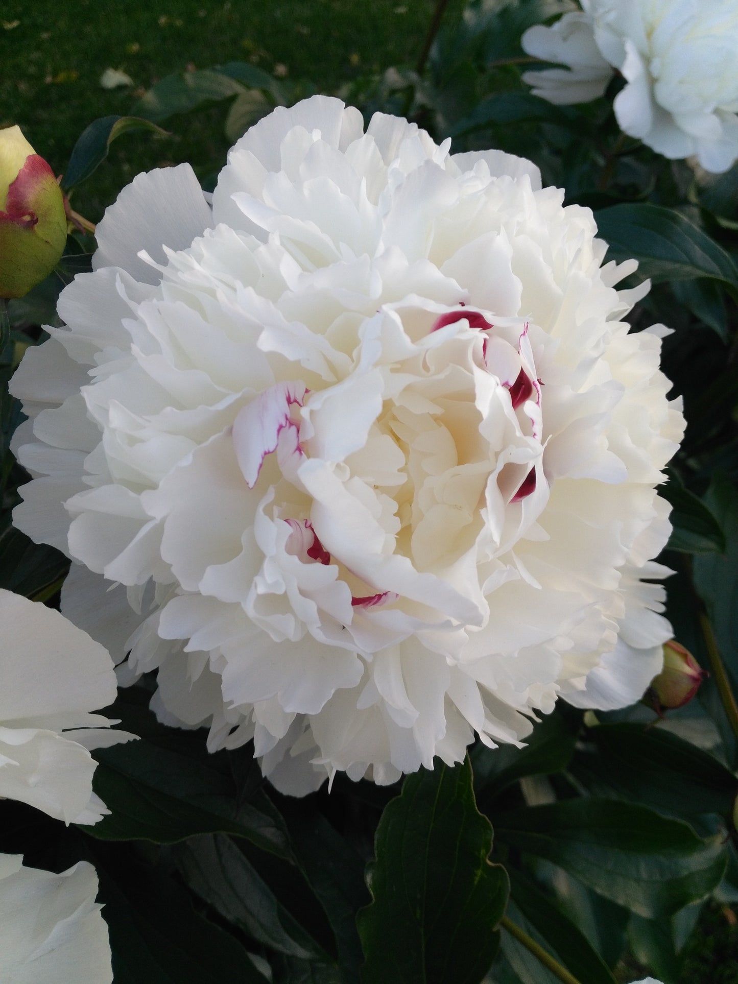 Paeonia lactiflora ‘Festiva Maxima’, 2L