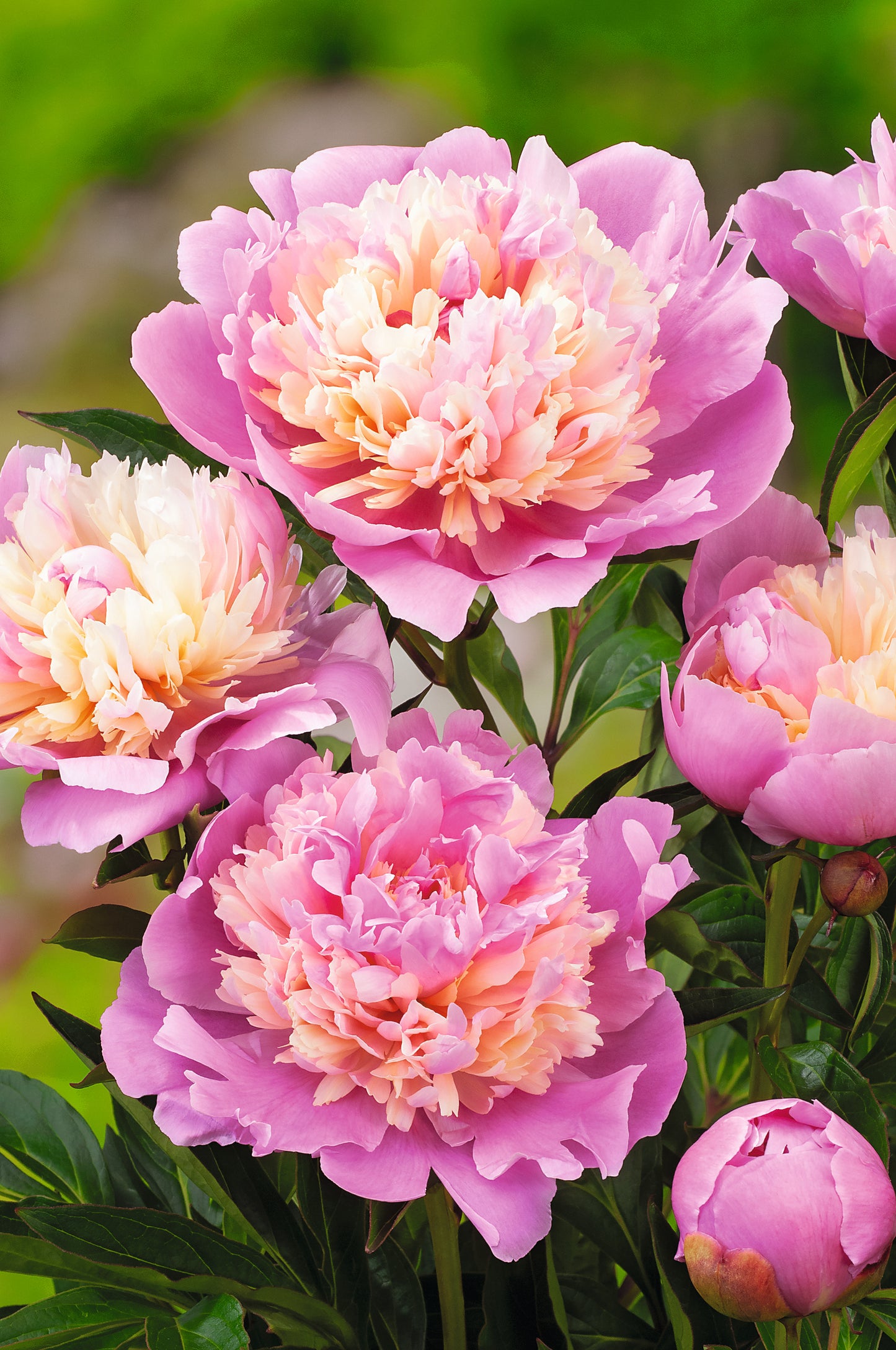 Paeonia lactiflora 'Sorbet', 2L