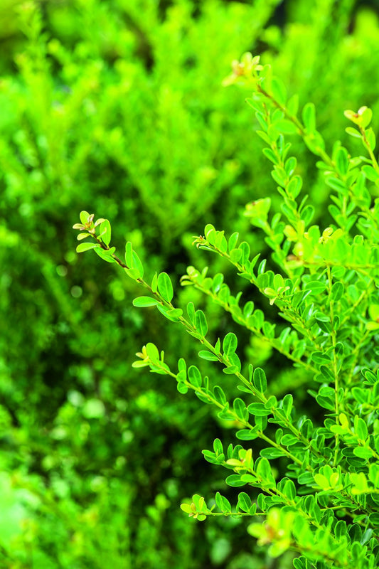 Ilex crenata 'Green Hedge', co, 10-p