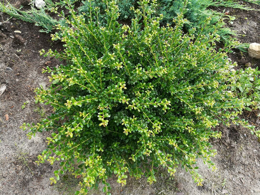 Ilex crenata 'Convexa', co, 10-p