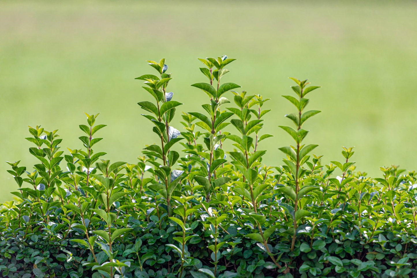 Ligustrum ovalifolium, co, 10-p