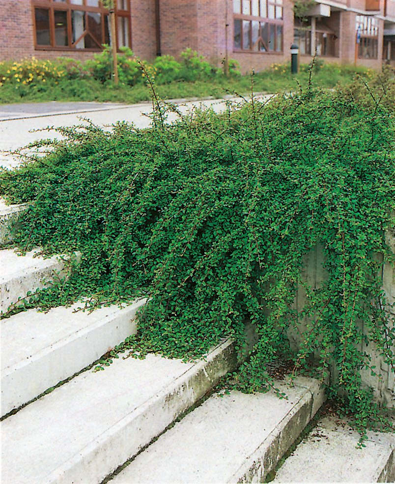 Cotoneaster × suecicus 'Skogholm', co, 10-p