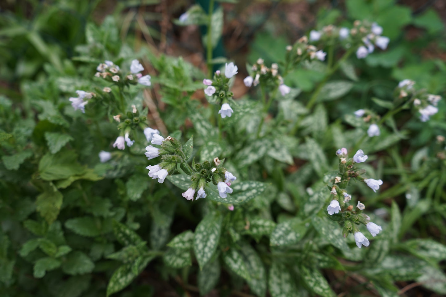 Pulmonaria OPAL ('Ocupol')