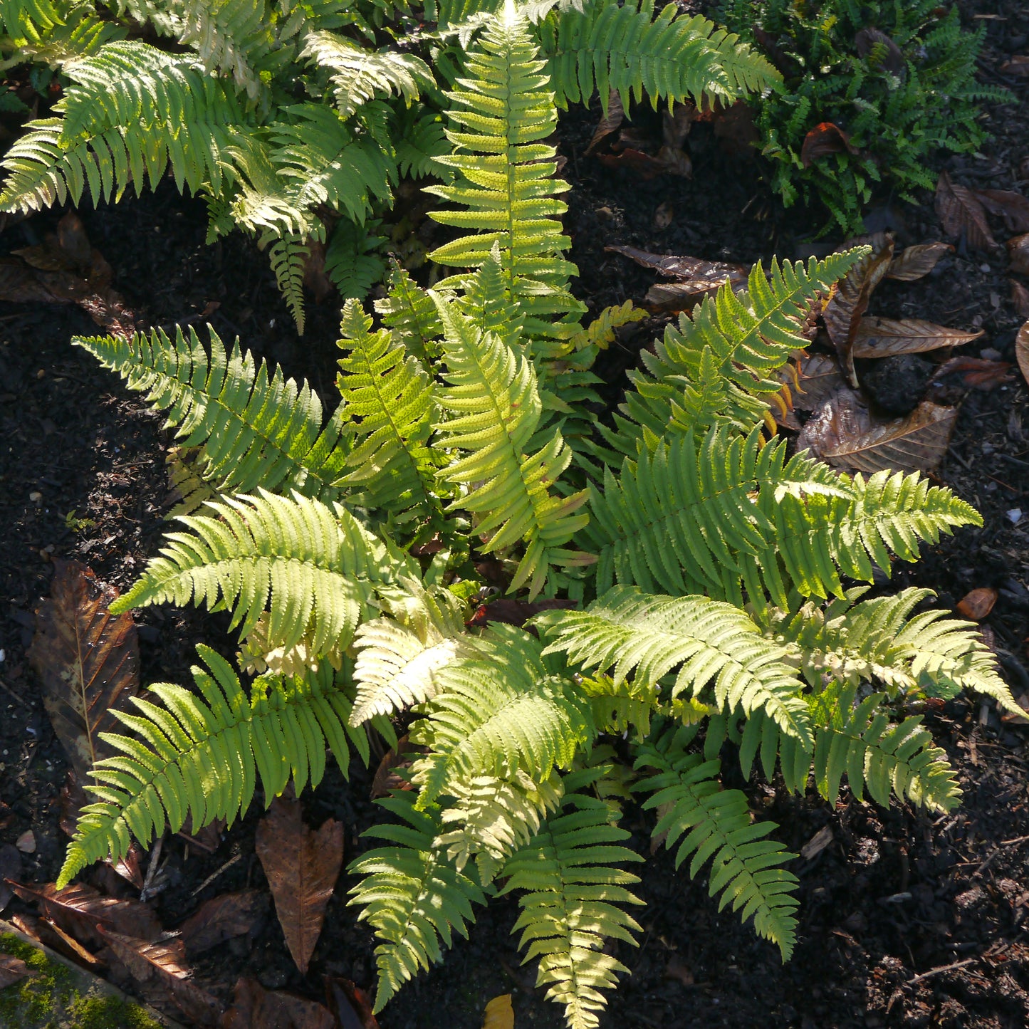 Dryopteris cycadina