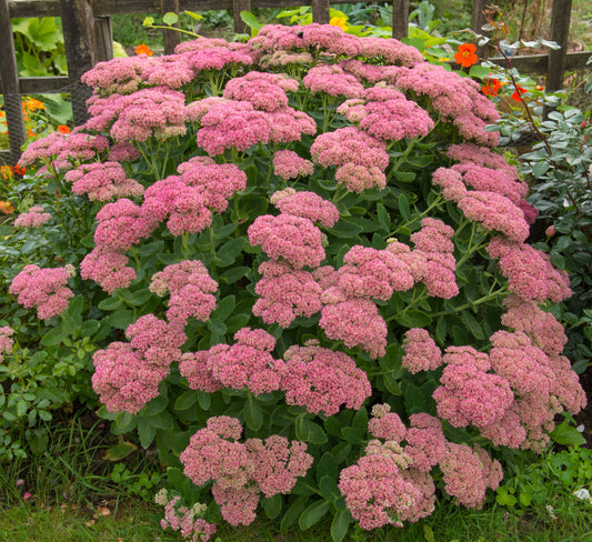 Hylotelephium spectabile 'Brilliant'
