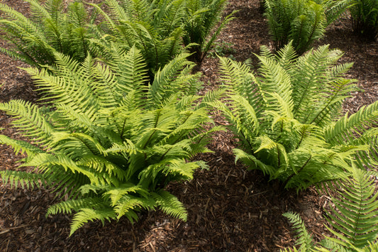 Dryopteris cycadina 2L