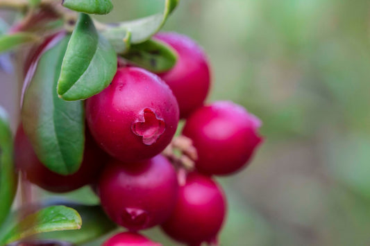 Vaccinium vitis-idaea BALSGÅRD IDA® ('Ida'PBR)