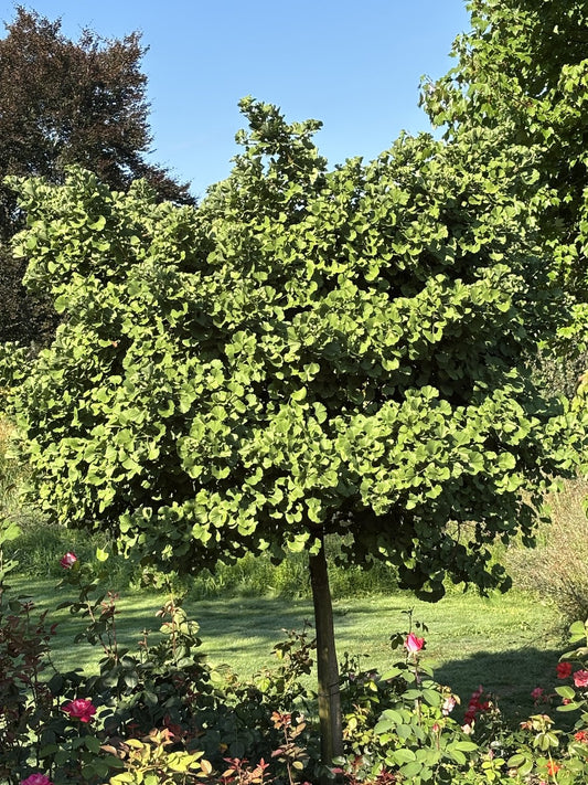 Ginkgo biloba 'Mariken', Sh 80 cm