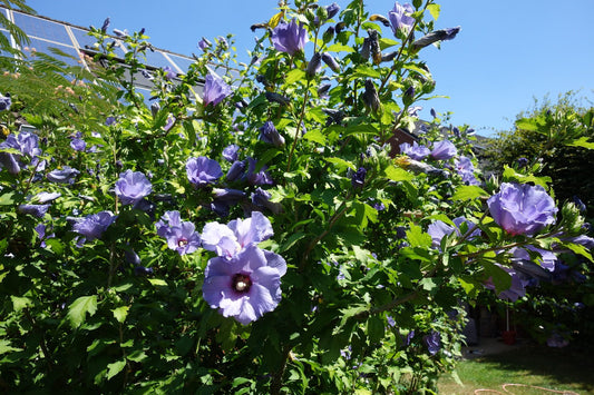 Hibiscus syriacus 'Marina', sol 70-80 cm, co/kl