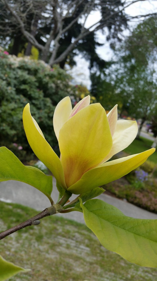 Magnolia 'Sunsation', sol 60-80 cm, co/kl
