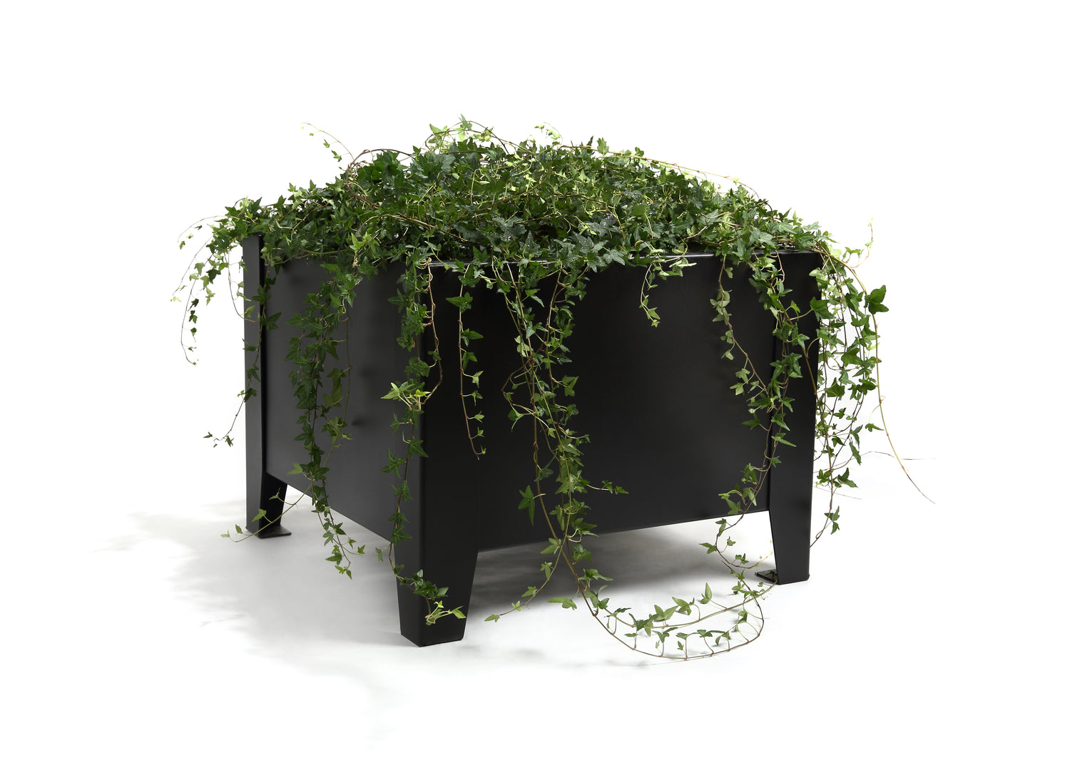Blomlåda Flox Låg
