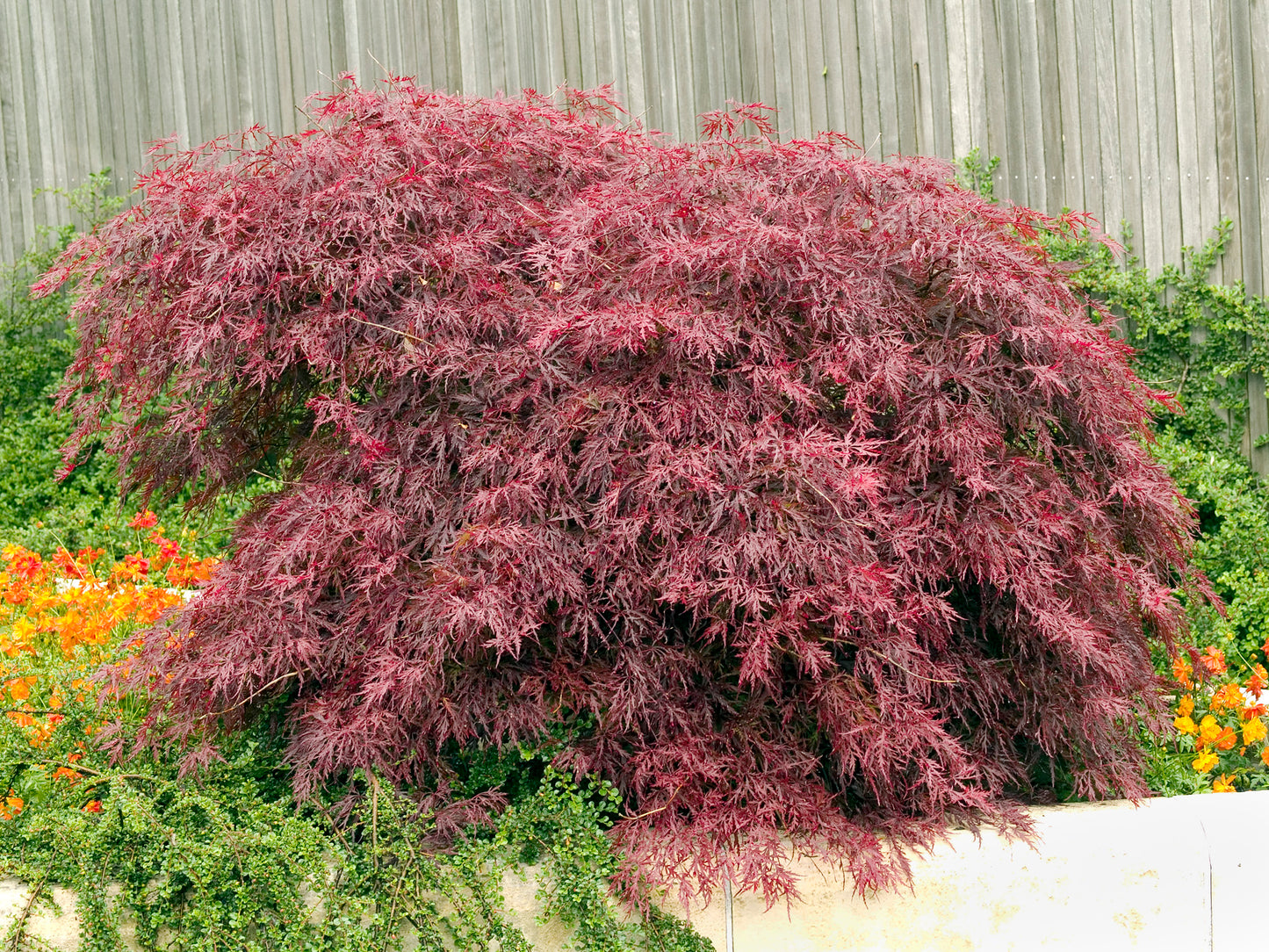 Acer palmatum 'Garnet'