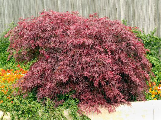 Acer palmatum 'Garnet'