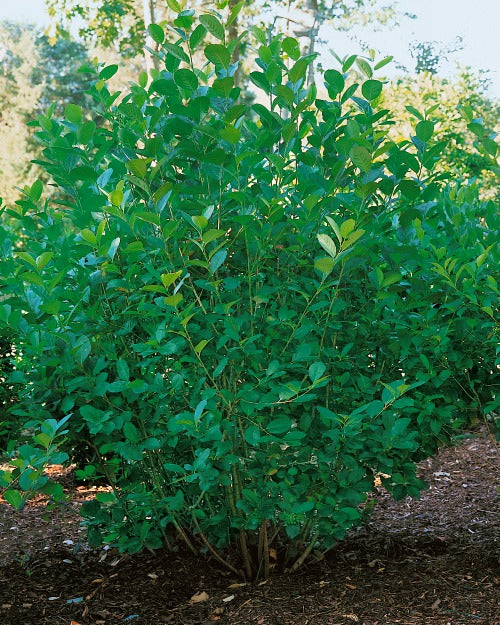 Aronia × prunifolia 'Elata'