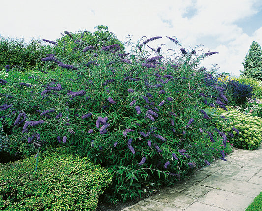 Buddleja davidii NANHO BLUE