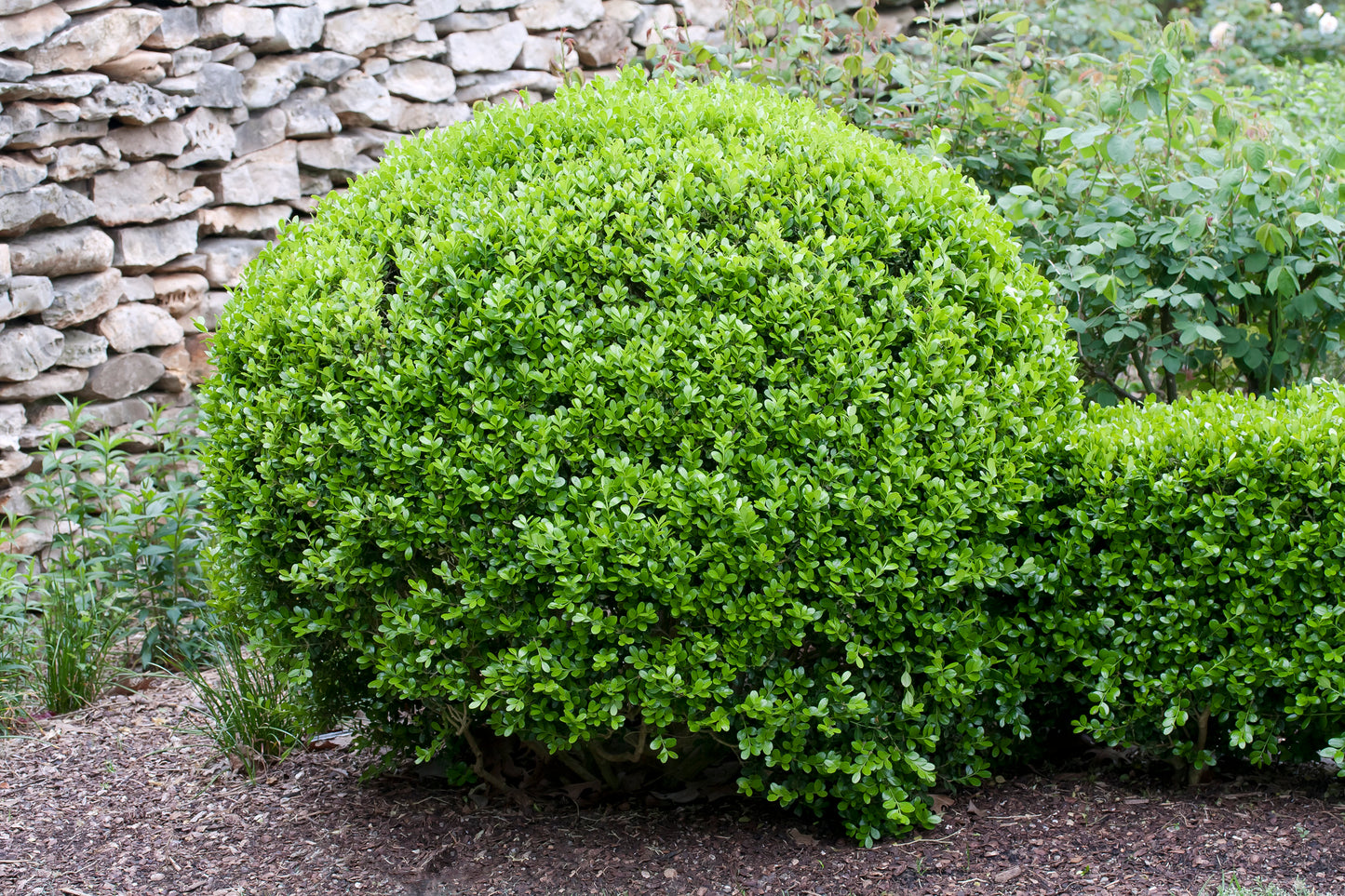 Buxus microphylla 'Faulkner' (klotform), Ø30-35