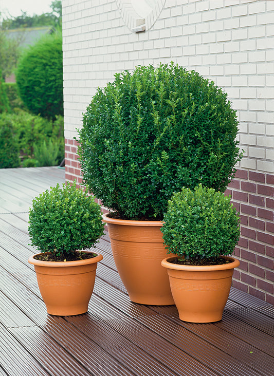 Buxus sempervirens (klotform), Ø35-40
