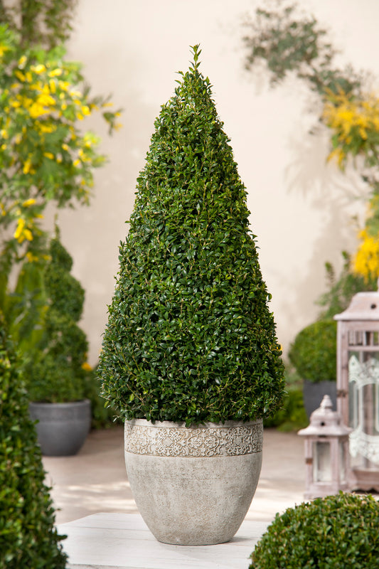 Buxus sempervirens (pyramid)