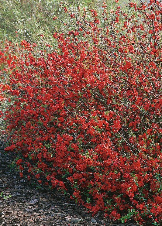 Chaenomeles × superba 'Nicoline'