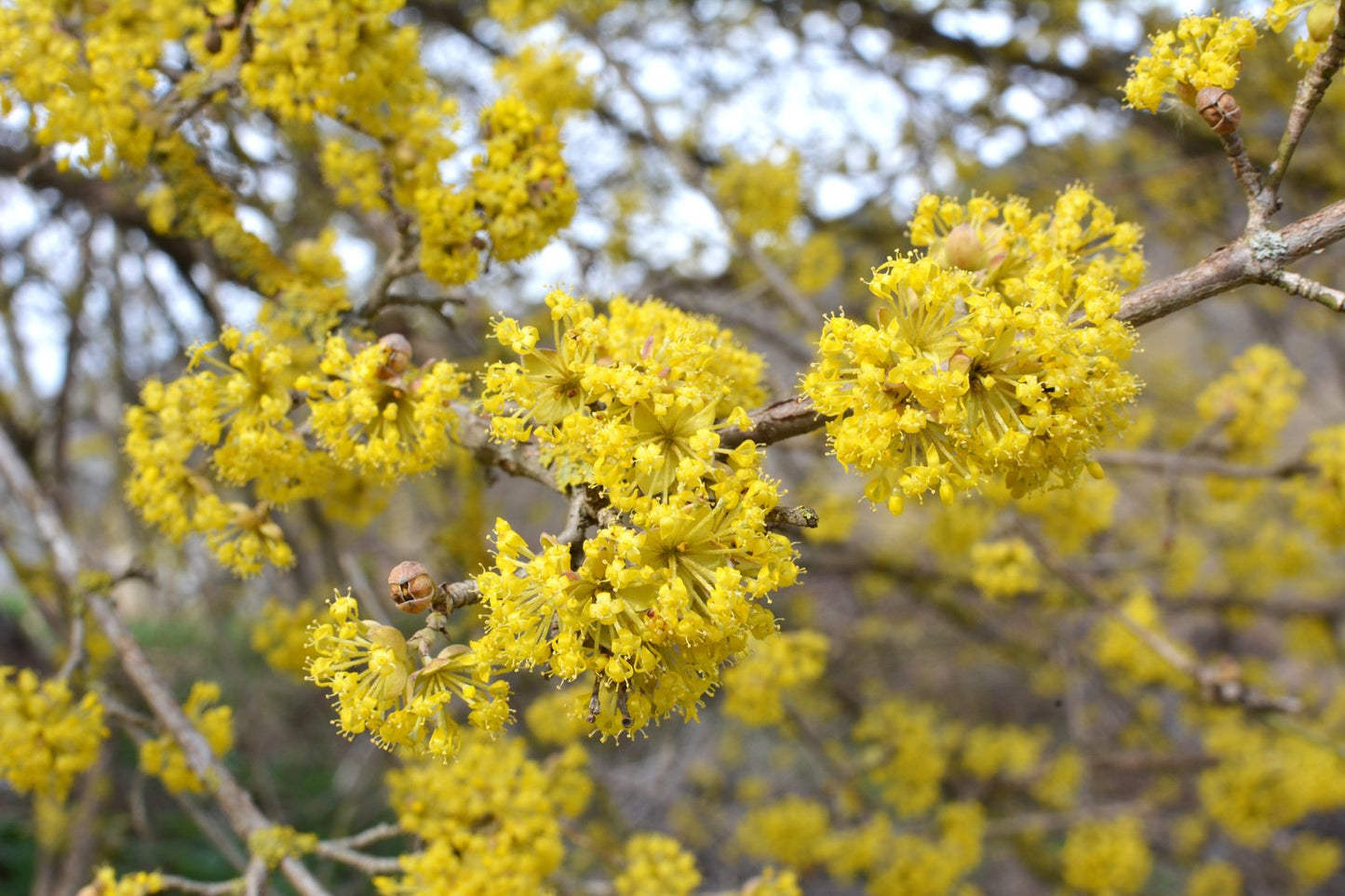 Cornus mas