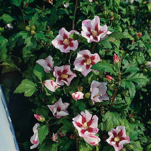 Hibiscus syriacus 'Hamabo'