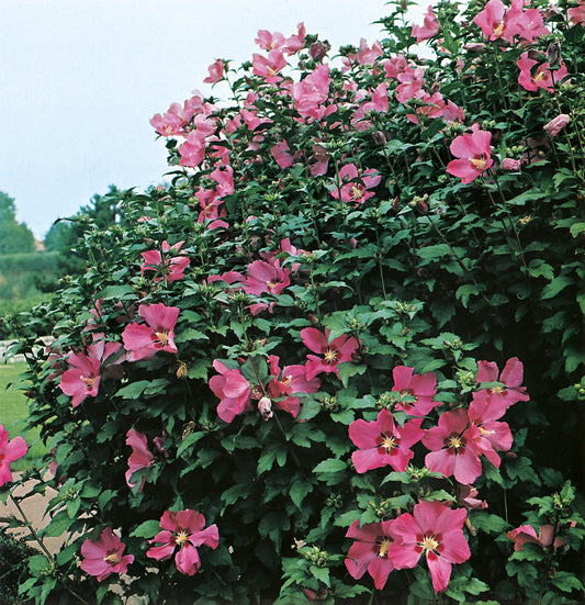 Hibiscus syriacus 'Woodbridge'
