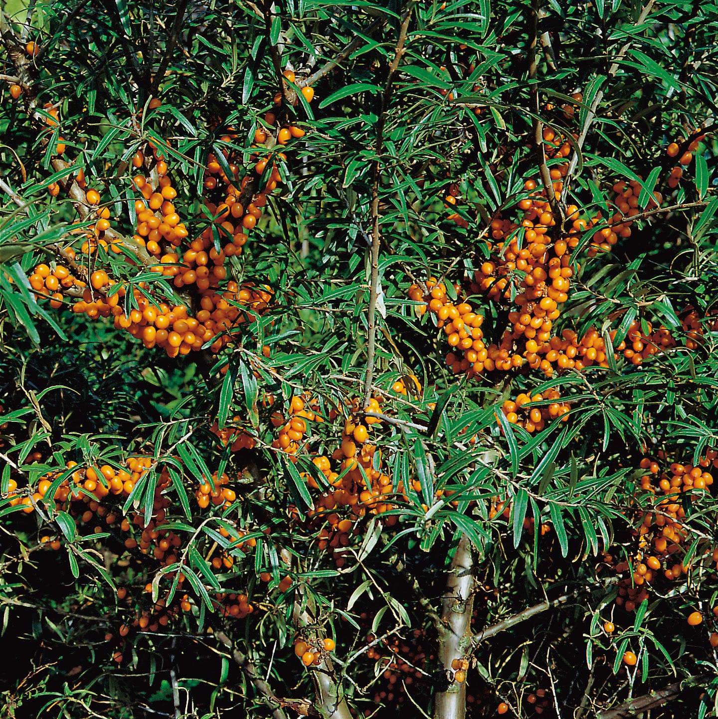 Hippophae rhamnoides 'Balsgård Lotta' E (hon-pl)