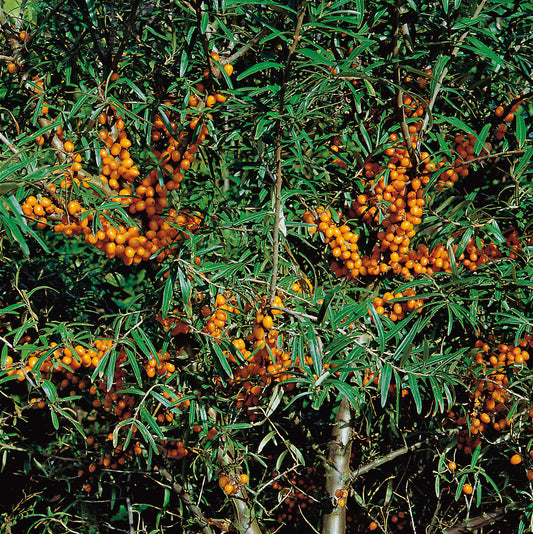 Hippophae rhamnoides 'Julia' (hon-pl)