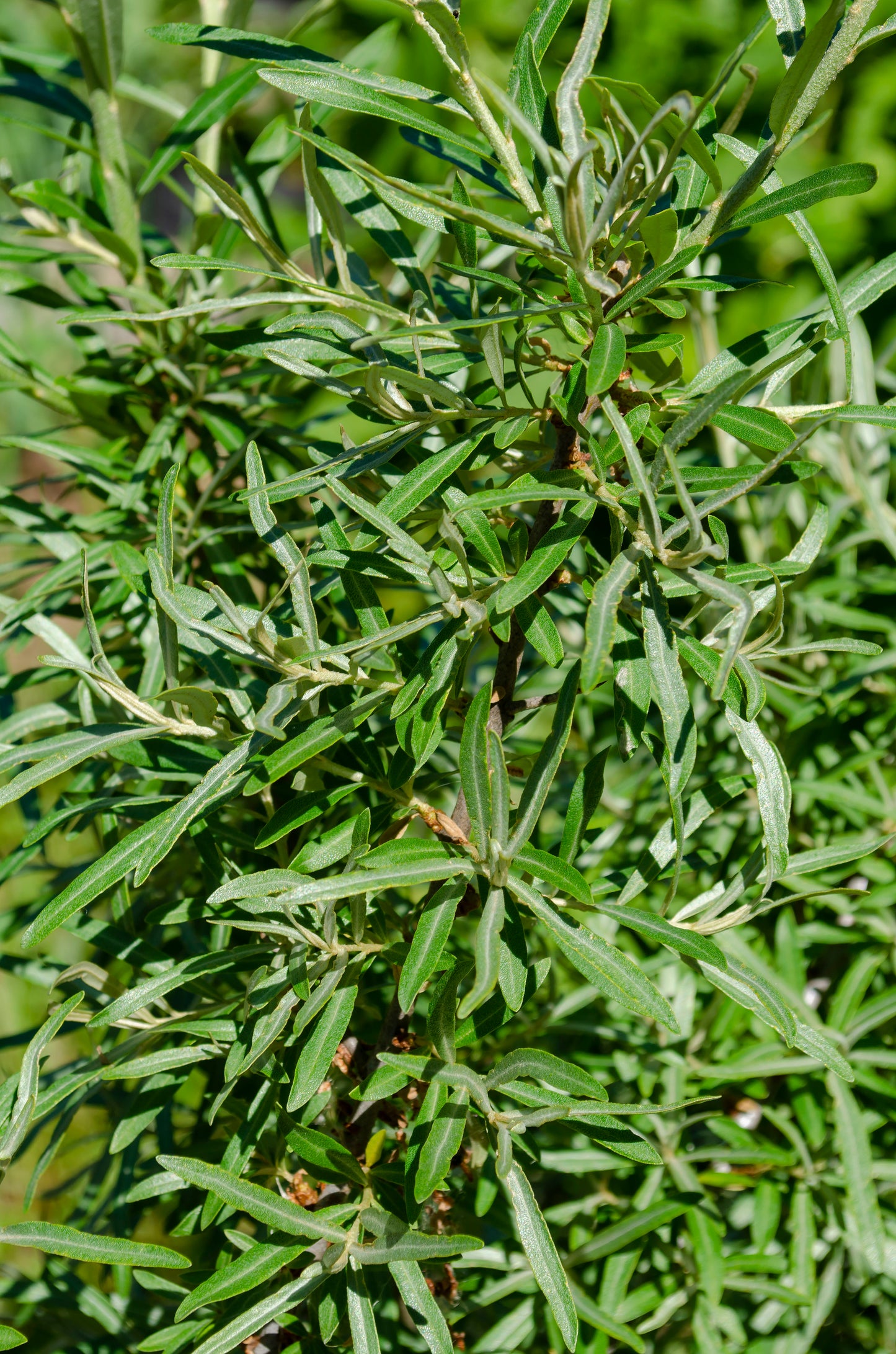Hippophae rhamnoides 'Balsgård Svenne' E (han-pl)