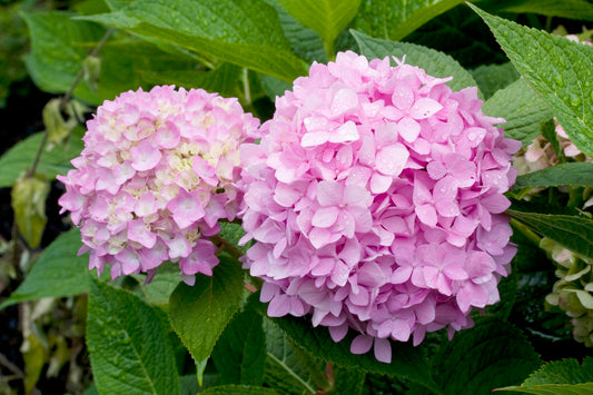 Hydrangea macrophylla Endless Summer® 'The Original'