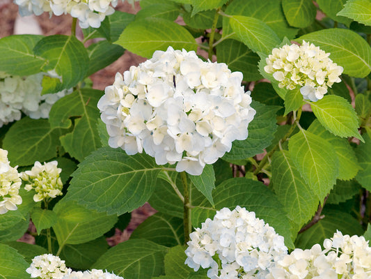 Hydrangea macrophylla THE BRIDE
