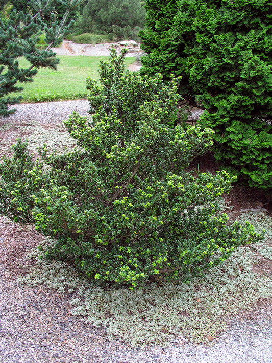 Ilex crenata DARK GREEN
