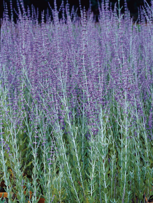 Perovskia 'Blue Spire'