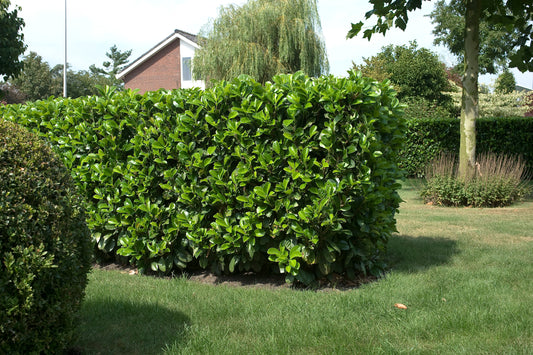 Prunus laurocerasus ETNA ('Anbri')