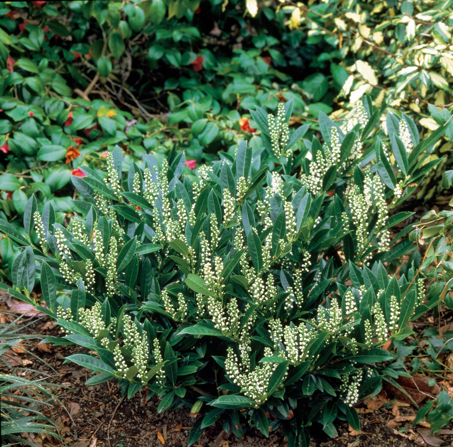 Prunus laurocerasus 'Otto Luyken'