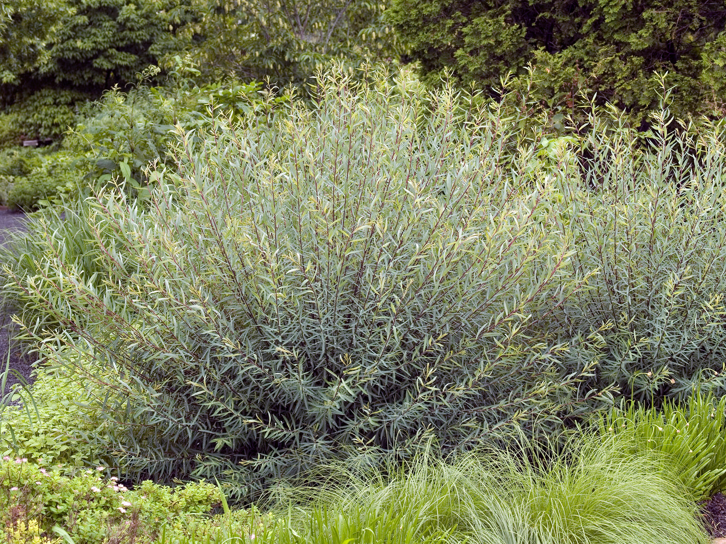 Salix purpurea
