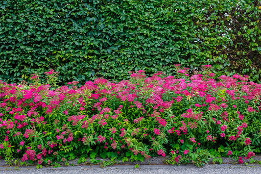 Spiraea japonica 'Anthony Waterer'