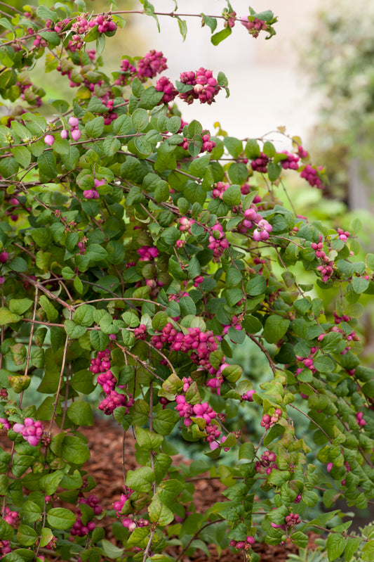 Symphoricarpos × doorenbosii 'Magic Berry'