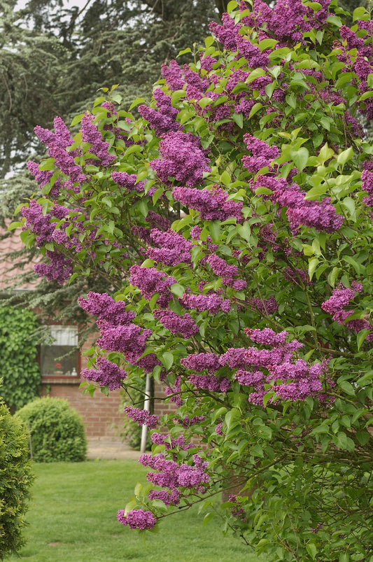 Syringa vulgaris 'Andenken an Ludwig Späth'