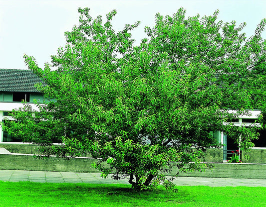 Acer tataricum ssp. ginnala, sol 150-200 cm, co/kl