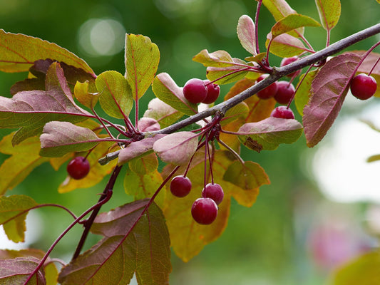 Malus toringo 'Freja', Sh 90-110