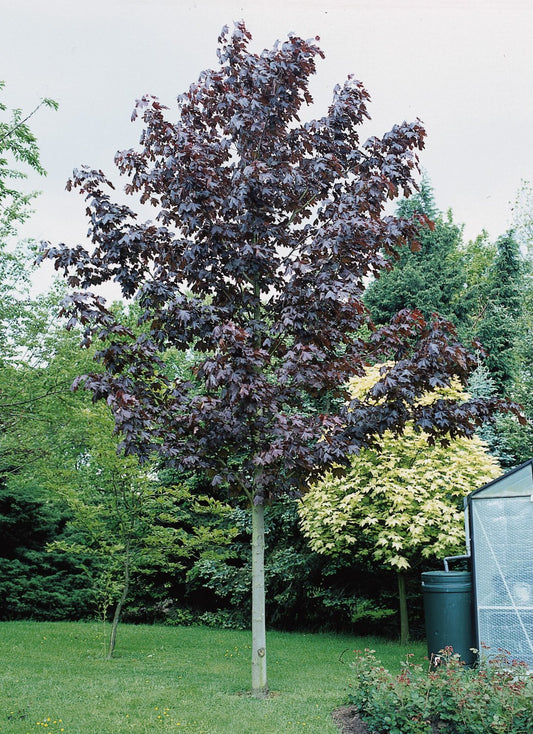 Acer platanoides 'Royal Red', Utr 150-200