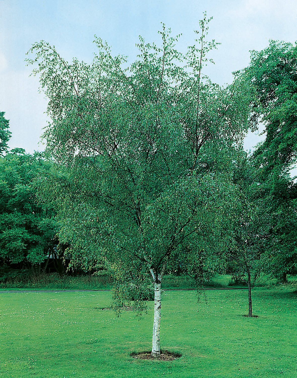 Betula pendula, Utr 125-150