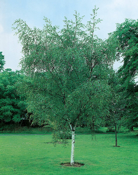 Betula pendula, Utr 125-150
