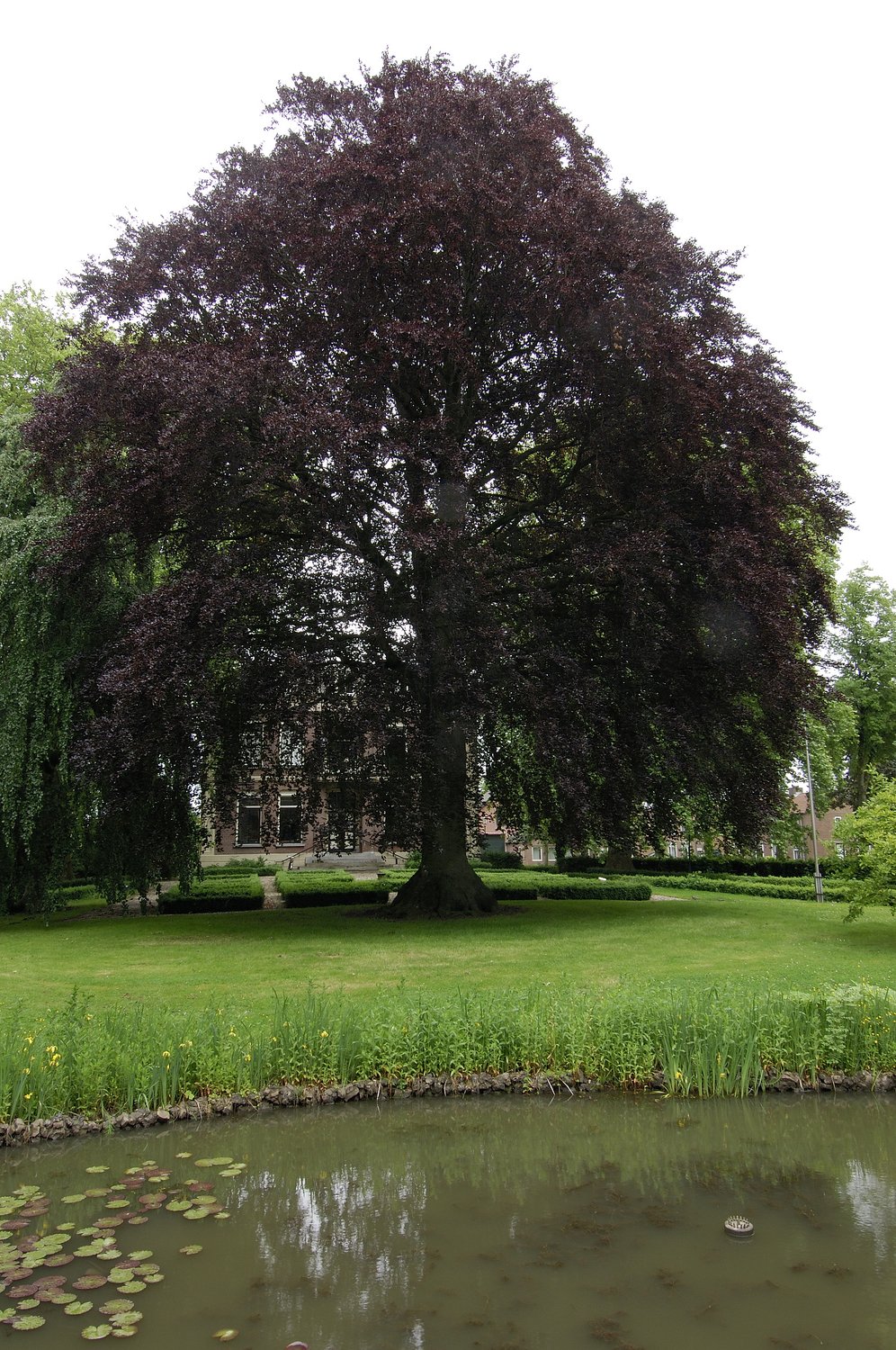 Fagus sylvatica 'Riversii', Utr 125-150